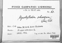 Steccherinum ochraceum image